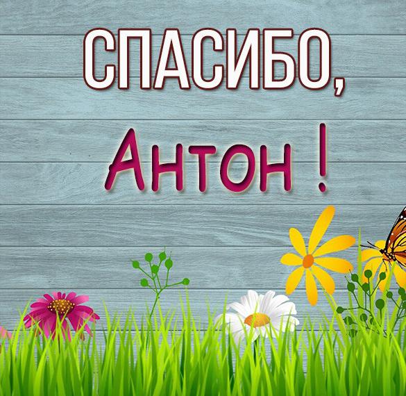 Скачать бесплатно Картинка спасибо Антон на сайте WishesCards.ru