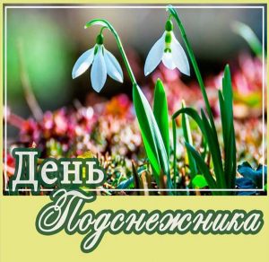Скачать бесплатно Красивая картинка с днем подснежника на сайте WishesCards.ru