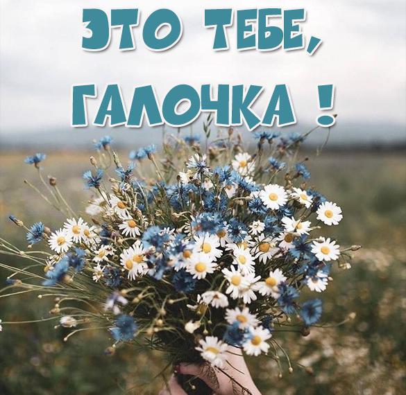 Скачать бесплатно Красивая открытка Галочке на сайте WishesCards.ru