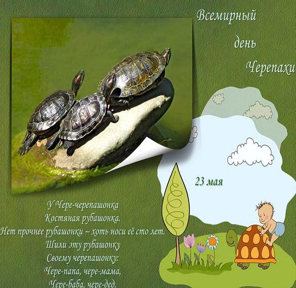 Скачать бесплатно Красивая открытка с днем черепахи на сайте WishesCards.ru