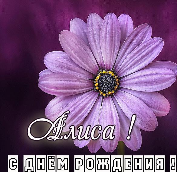 Скачать бесплатно Красивая открытка с днем рождения Алиса на сайте WishesCards.ru