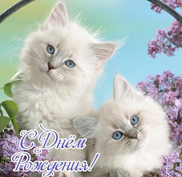 Скачать бесплатно Красивая открытка с днем рождения с котятами на сайте WishesCards.ru