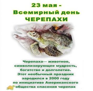 Скачать бесплатно Красивая открытка с праздником днем черепахи на сайте WishesCards.ru