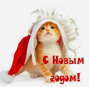 Скачать бесплатно Новогоднее прикольное фото на сайте WishesCards.ru