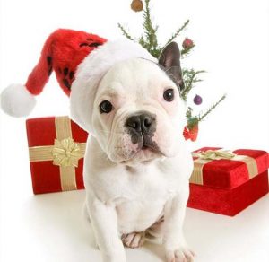 Скачать бесплатно Новогодняя картинка на год собаки на сайте WishesCards.ru