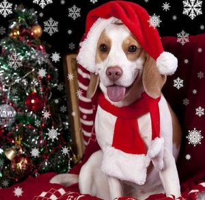 Скачать бесплатно Новогодняя картинка в год собаки на сайте WishesCards.ru