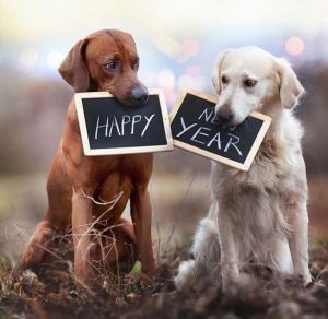 Скачать бесплатно Новогодняя открытка с животными на сайте WishesCards.ru