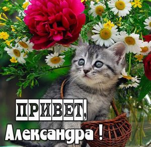 Скачать бесплатно Открытка Александра привет на сайте WishesCards.ru