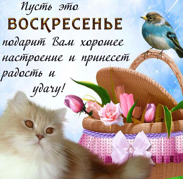 Скачать бесплатно Открытка добрый воскресный день на сайте WishesCards.ru