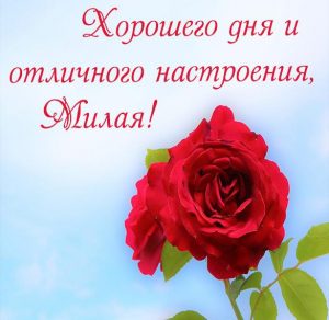 Скачать бесплатно Открытка хорошего дня и отличного настроения милая на сайте WishesCards.ru