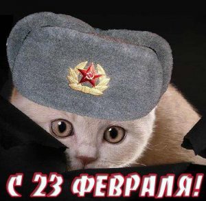Скачать бесплатно Открытка на 23 февраля с кошкой на сайте WishesCards.ru