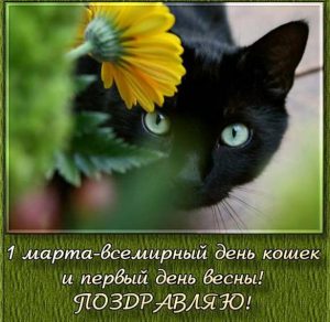 Скачать бесплатно Открытка на день кошек с поздравлением на сайте WishesCards.ru