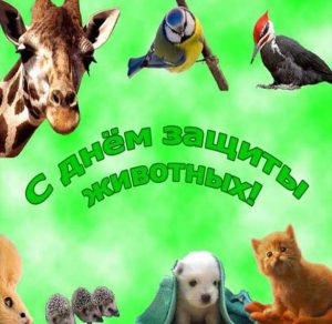 Скачать бесплатно Открытка на всемирный день животных на сайте WishesCards.ru
