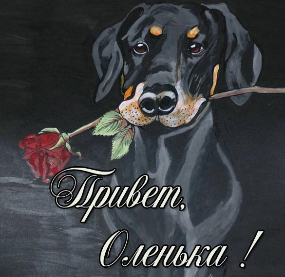 Скачать бесплатно Открытка Оленька привет на сайте WishesCards.ru
