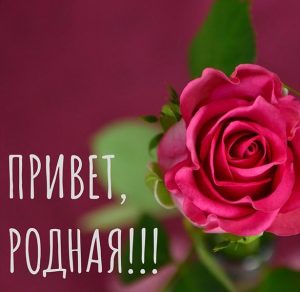 Скачать бесплатно Открытка привет родная на сайте WishesCards.ru