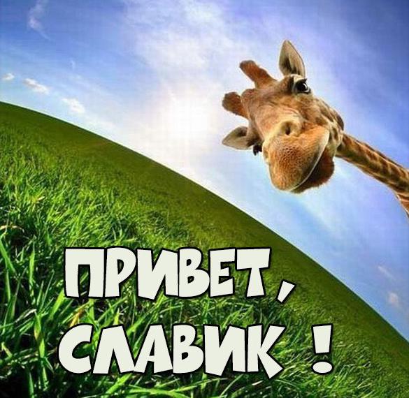 Скачать бесплатно Открытка привет Славик на сайте WishesCards.ru