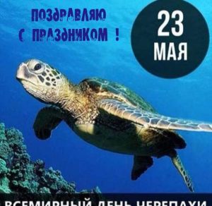 Скачать бесплатно Открытка с днем черепахи на сайте WishesCards.ru
