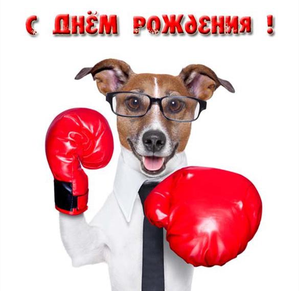 Скачать бесплатно Открытка с днем рождения боксеру на сайте WishesCards.ru