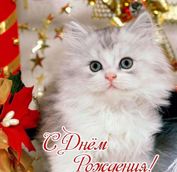 Скачать бесплатно Открытка с днем рождения котенок на сайте WishesCards.ru