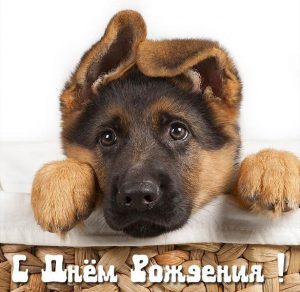 Скачать бесплатно Открытка с днем рождения мужчине с собаками на сайте WishesCards.ru