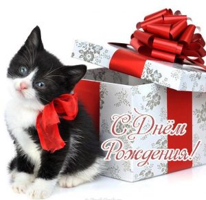 Скачать бесплатно Открытка с днем рождения с котенком на сайте WishesCards.ru
