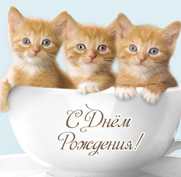 Скачать бесплатно Открытка с днем рождения с котятами на сайте WishesCards.ru