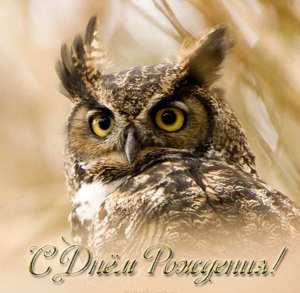 Скачать бесплатно Открытка с днем рождения с красивой совой на сайте WishesCards.ru