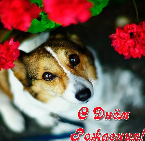 Скачать бесплатно Открытка с днем рождения с собаками на сайте WishesCards.ru