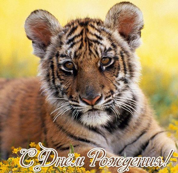 Скачать бесплатно Открытка с днем рождения с тигром на сайте WishesCards.ru