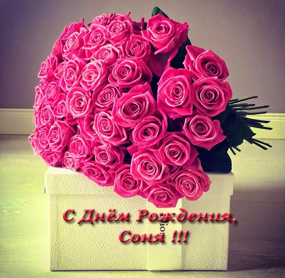 Скачать бесплатно Открытка с днем рождения Соня на сайте WishesCards.ru