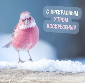 Скачать бесплатно Открытка с добрым зимним воскресным утром на сайте WishesCards.ru