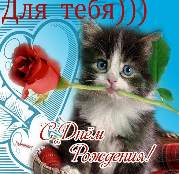 Скачать бесплатно Открытка с кошками на день рождения на сайте WishesCards.ru