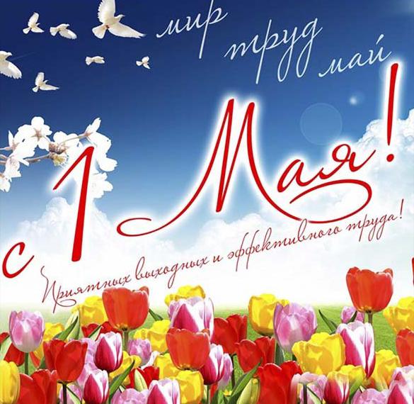 Скачать бесплатно Открытка с поздравлением на 1 мая на сайте WishesCards.ru
