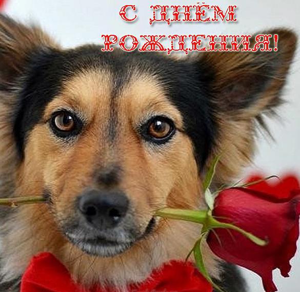 Скачать бесплатно Открытка с поздравлением с днем рождения с собаками на сайте WishesCards.ru