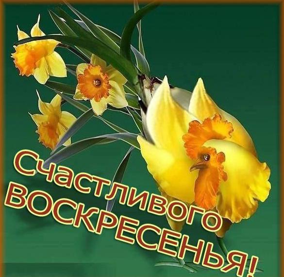 Скачать бесплатно Открытка с пожеланием счастливого воскресного дня на сайте WishesCards.ru