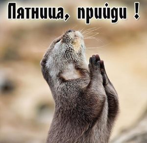 Скачать бесплатно Открытка с пятницей с животными на сайте WishesCards.ru