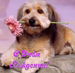 Скачать бесплатно Открытка с собачками на день рождения на сайте WishesCards.ru