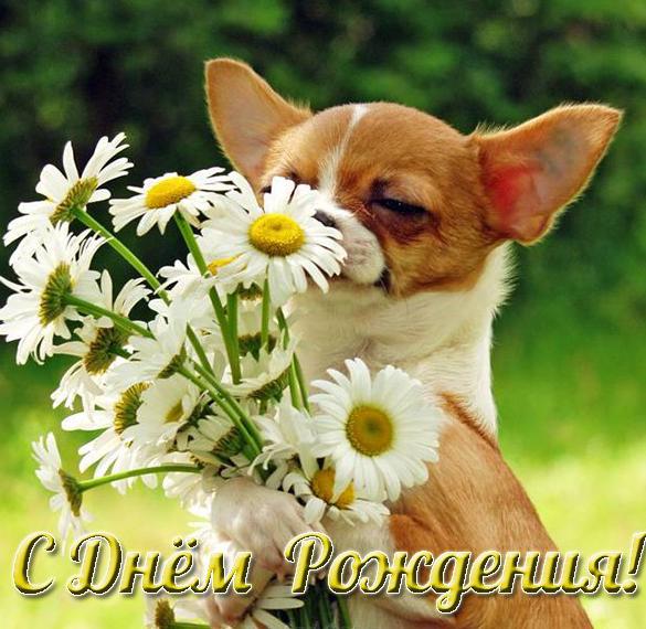 Скачать бесплатно Открытка с собаками на день рождения на сайте WishesCards.ru