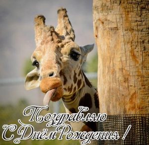 Скачать бесплатно Открытка с жирафом с днем рождения на сайте WishesCards.ru