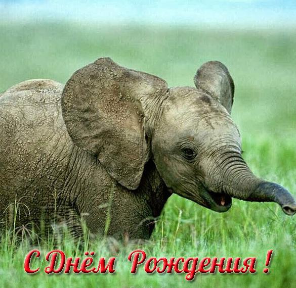 Скачать бесплатно Открытка со слоником с днем рождения на сайте WishesCards.ru