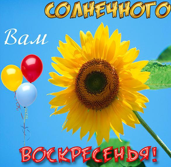 Скачать бесплатно Открытка солнечного воскресенья на сайте WishesCards.ru