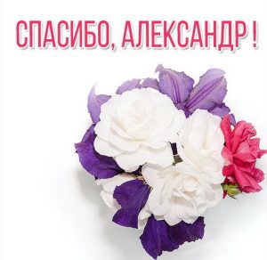 Скачать бесплатно Открытка спасибо Александр на сайте WishesCards.ru
