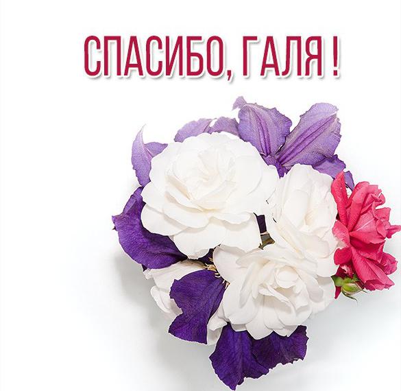 Скачать бесплатно Открытка спасибо Галя на сайте WishesCards.ru