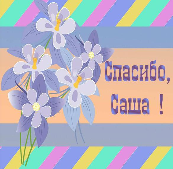 Скачать бесплатно Открытка спасибо Саша на сайте WishesCards.ru