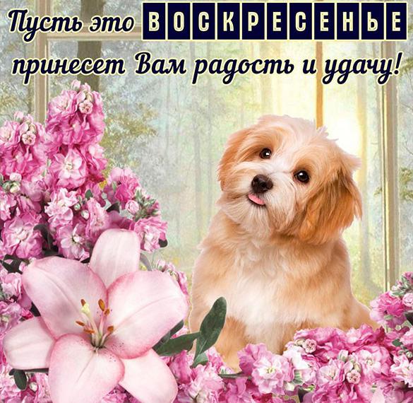 Скачать бесплатно Открытка удачного воскресного дня на сайте WishesCards.ru