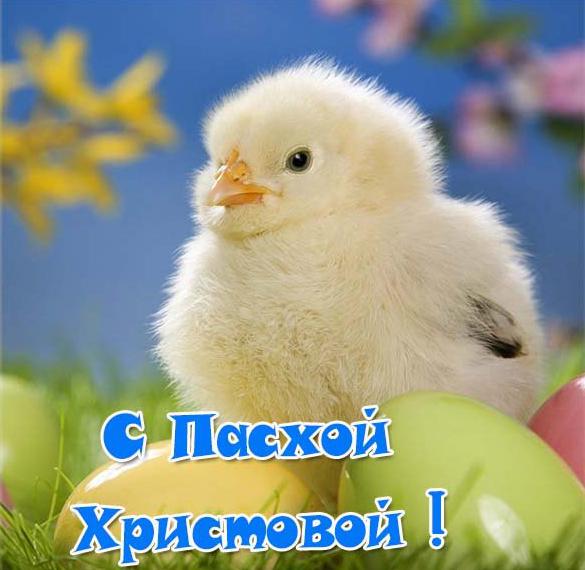 Скачать бесплатно Пасхальная открытка с яйцом и цыпленком на сайте WishesCards.ru