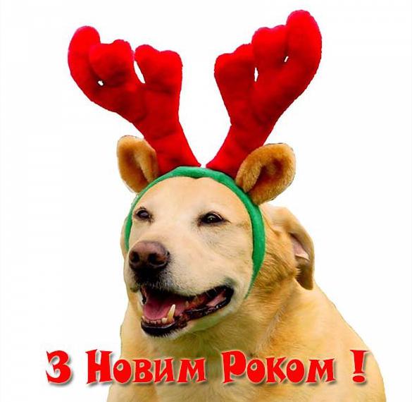 Скачать бесплатно Поздравление с Новым Годом на украинском языке в открытке с юмором на сайте WishesCards.ru