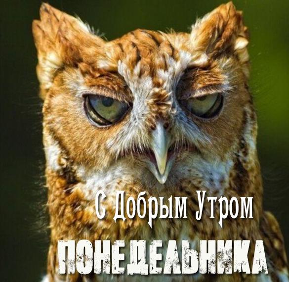 Скачать бесплатно Прикольная и смешная картинка доброе утро понедельника на сайте WishesCards.ru