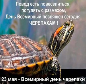 Скачать бесплатно Прикольная картинка на день черепахи на сайте WishesCards.ru