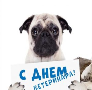 Скачать бесплатно Прикольная картинка на день ветеринара на сайте WishesCards.ru